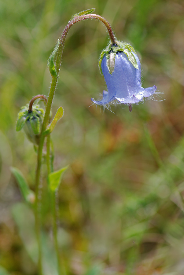 Campanula barbata / Campanula pelosa